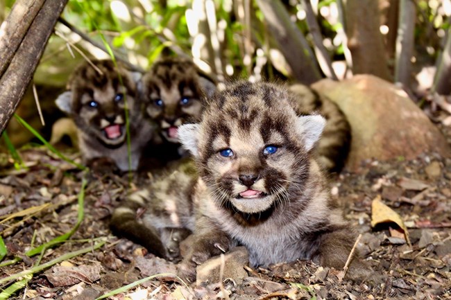 Kittens among grass and brush.