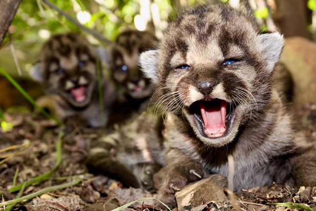 Kittens among grass and brush.