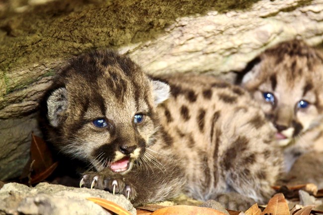 Kittens among rocks and brush.