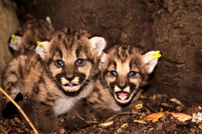 Kittens among rocks and brush.