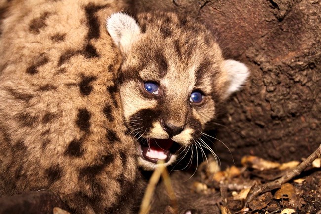 lt= Kittens among rocks and brush.