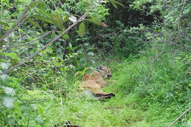 Mountain lion among grass and brush.