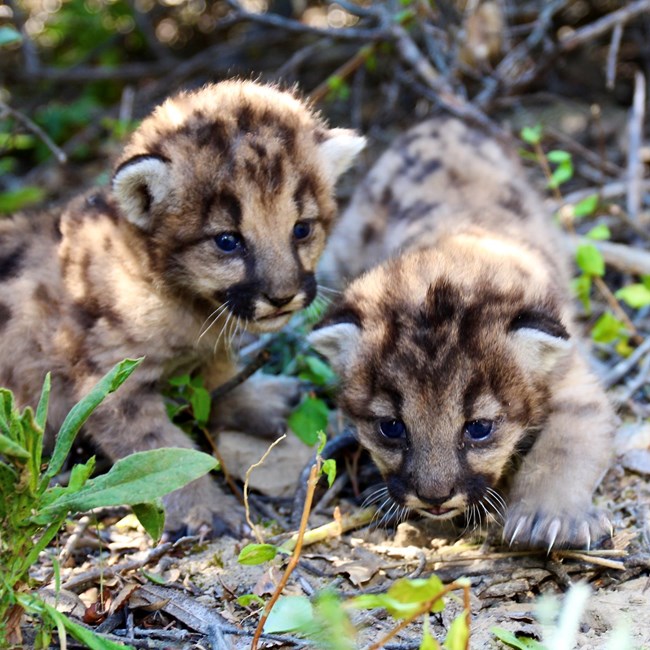 lt= Kittens among grass and brush.
