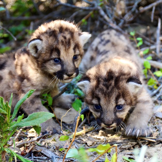 Kittens among grass and brush.