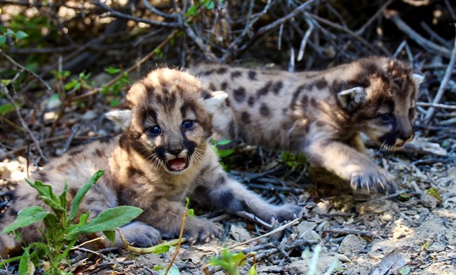 Kittens among grass and brush.