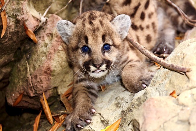 lt= Kittens among rocks and brush.
