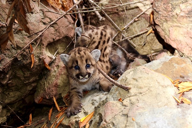 Kittens among rocks and brush.