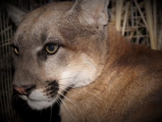 Close up of mountain lion.
