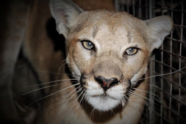 Mountain Lion looking into camera at night.