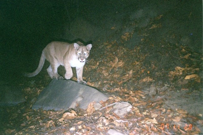 Mountain Lion looking into camera at night.