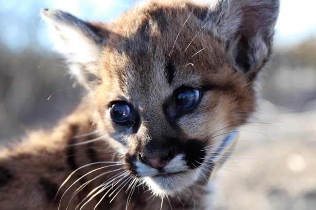 Close up of mountain lion kitten.