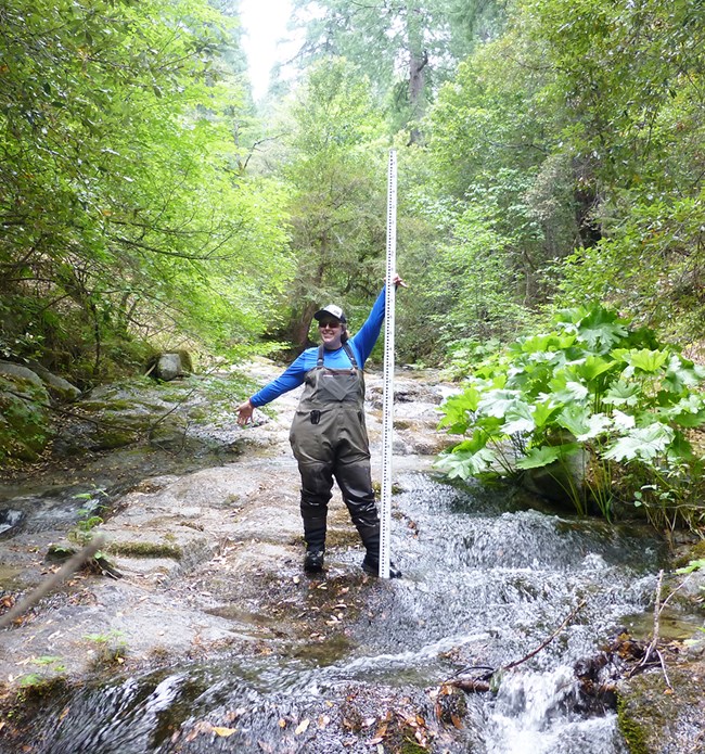 Measuring stream slope. Technician stands in shallow stream holding a tall measurement pole.