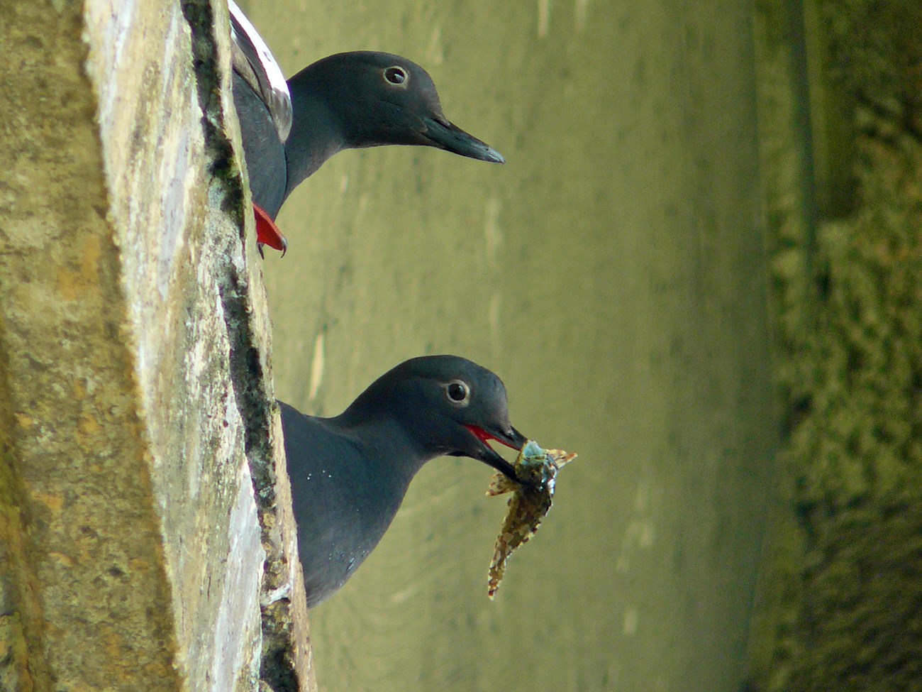 Pigeon guillemot pair Two black seabirds on a building ledge. One has a fish in it's mouth.