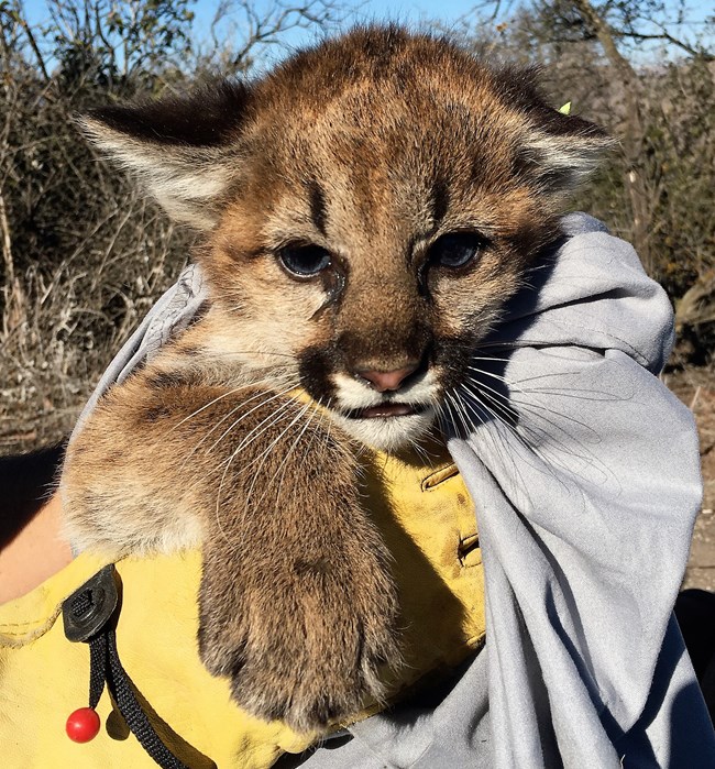 Close up of mountain lion kitten wrapped in blanket.