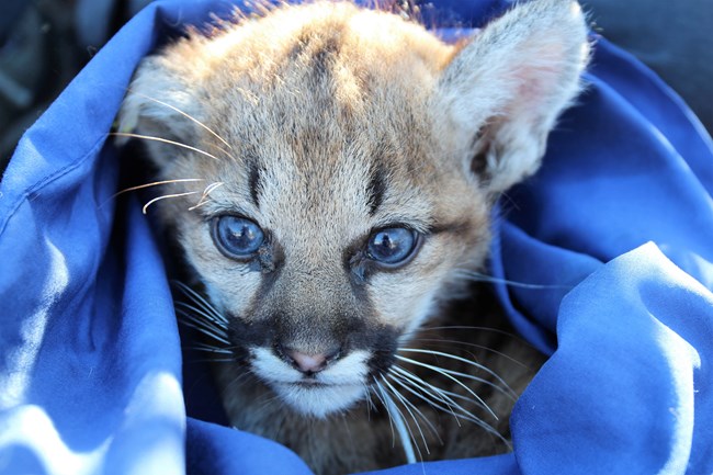Puma Profiles: P-102 (. National Park Service)
