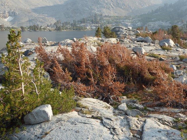 Shrubby form of whitebark pine showing recent foliage dieback, with lake in background