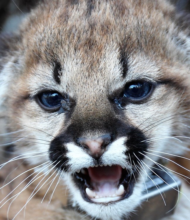 Close up of mountain lion kitten.