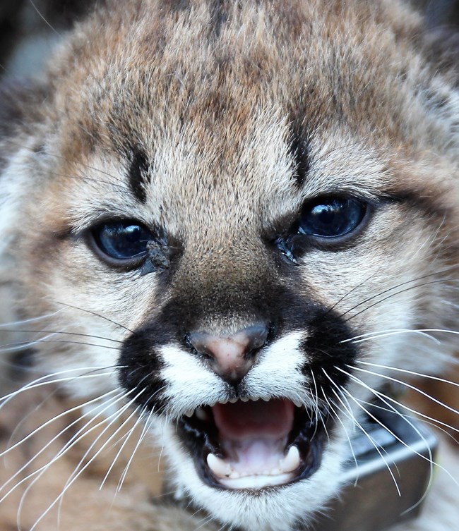 lt= Close up of mountain lion kitten.