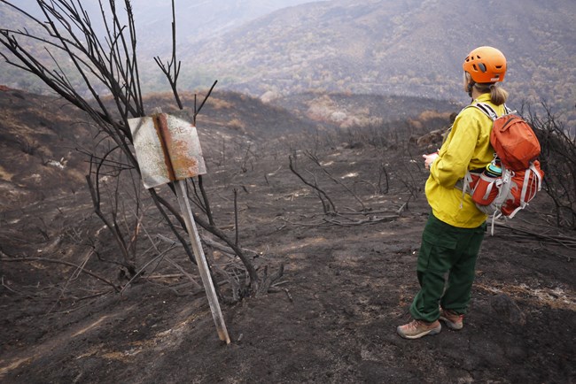 Woman wearing hardhat and Nomex fire clothing looks down over a blackened slope where shrublands burned in a wildfire.