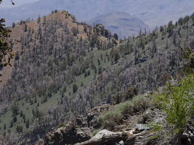 View across mountain slopes with many dead white pines.