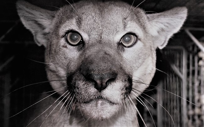 Mountain lion up close and looking at the camera at night.