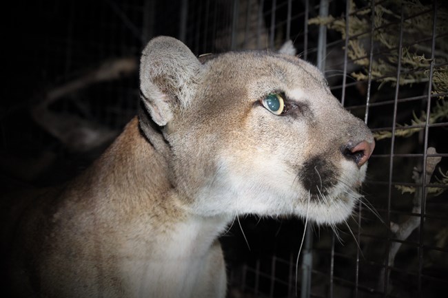 P-105 a large, tan-colored mountain lion walking through brush and looking directly at the camera