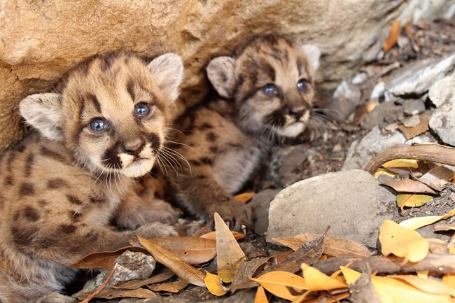P-107 and P-108 Two mountain lion kittens huddled in their den among brown brush.
