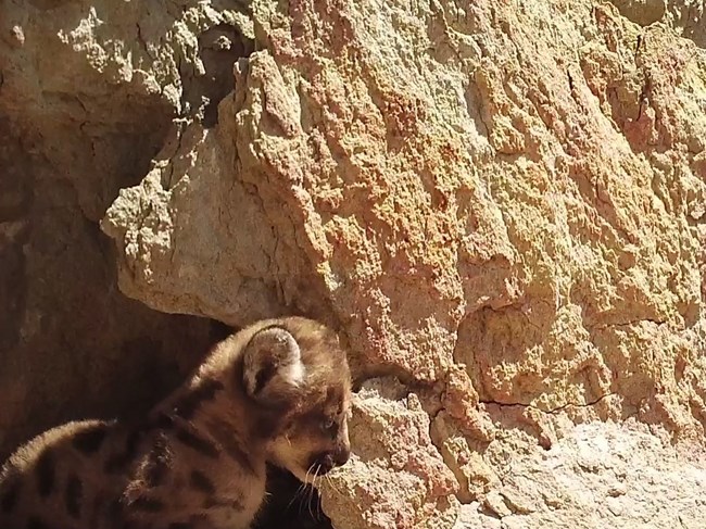 P-110 a small mountain lion kitten walking near a rock