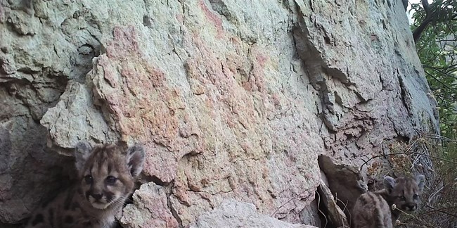 P-111 a small mountain lion kitten near a den