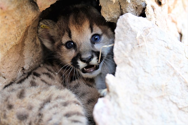 P-112 a small mountain lion kitten in a den