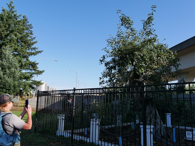 A park ranger takes a picture of a large, twisted apple tree behind a steel fence.