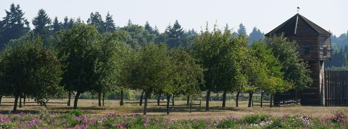 Rows of small apple trees in grass, with tall wooden bastion in background.