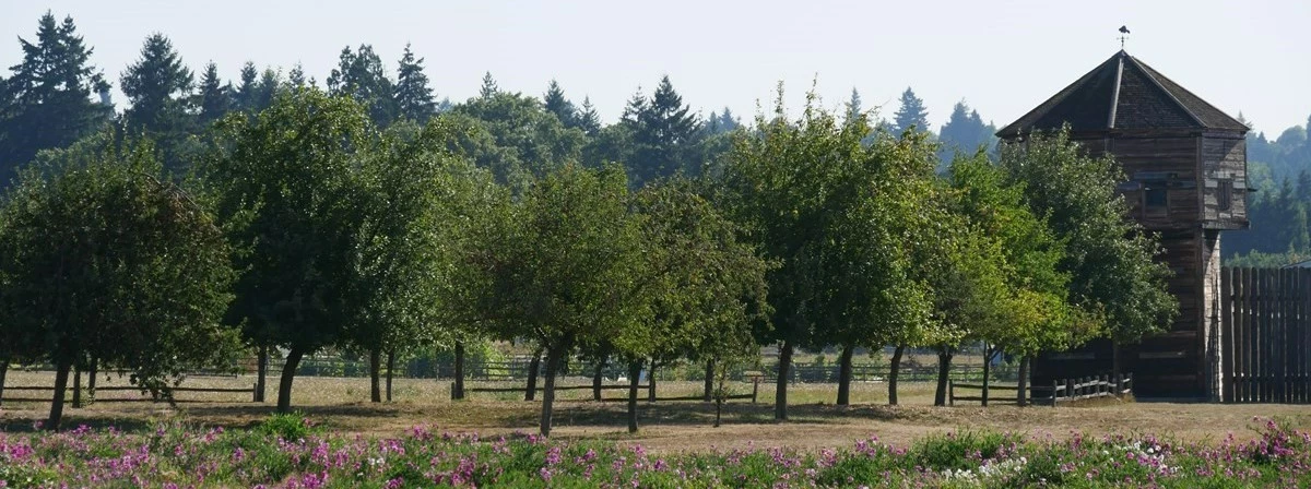 Apple Orchard Fort Vancouver Rows of small apple trees in grass, with tall wooden bastion in background.