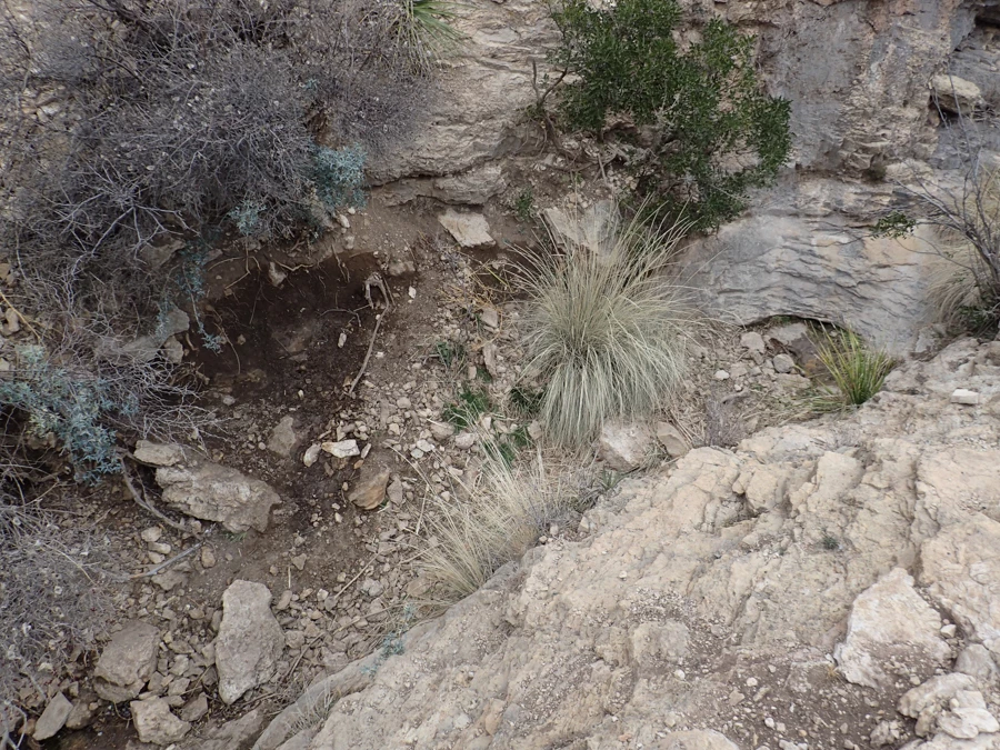 Upper East Grammer Spring A wet area in a drainage surrounded by bedrock and sparse shrubs and grasses. The channel next to the wet area is dry and then wet again a little below it.