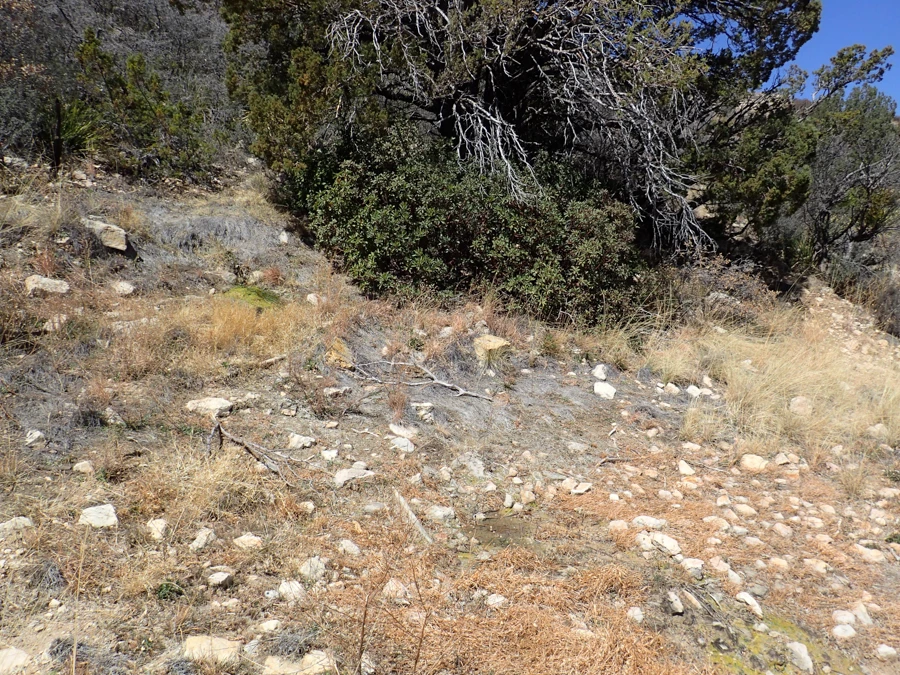 Iron Pipe Seep A slope with shrubs and trees and areas of open ground with scattered rocks and dried plants. A small spring emerges from the hillside in an area with some small, green plants.