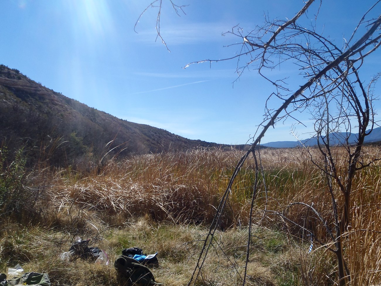 At the base of a hill is a field of tall tan and green grasses. Close to the viewer are woody branches.