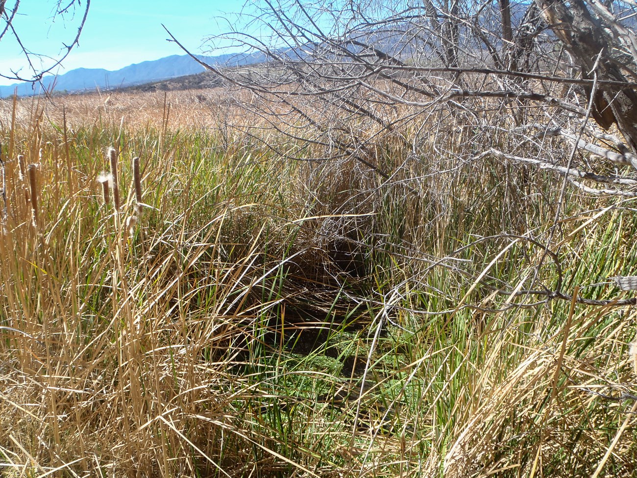 A pool of water peeks through tall tan and green grasses next to a leafless tree. The water has algae patches floating on top. Mountains loom on the horizon.
