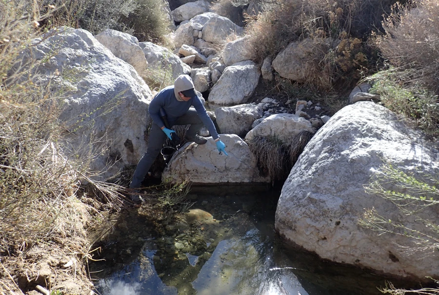 Bone Spring A person crouched on a large boulder in a desert drainage pointing at a pool of water below them in the drainage. The drainage is filled with large boulders and lined by slopes covered in brownish shrubs and other plants.