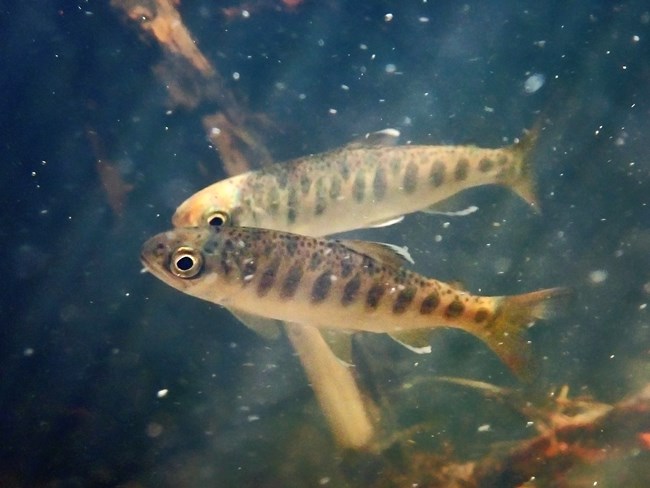 Close-up underwater image of two juvenile coho salmon.