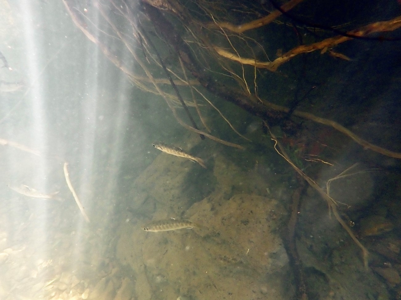 Underwater image of three juvenile salmon swimming in a deep pool between rays of sunlight and exposed roots in Redwood Creek.