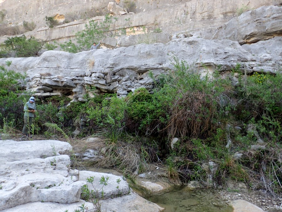 Green vegetation bursts forth from a white rock wall, hiding the bottom 7 feet or so of the rock. A pool of water runs along the rock wall base below the vegetation.