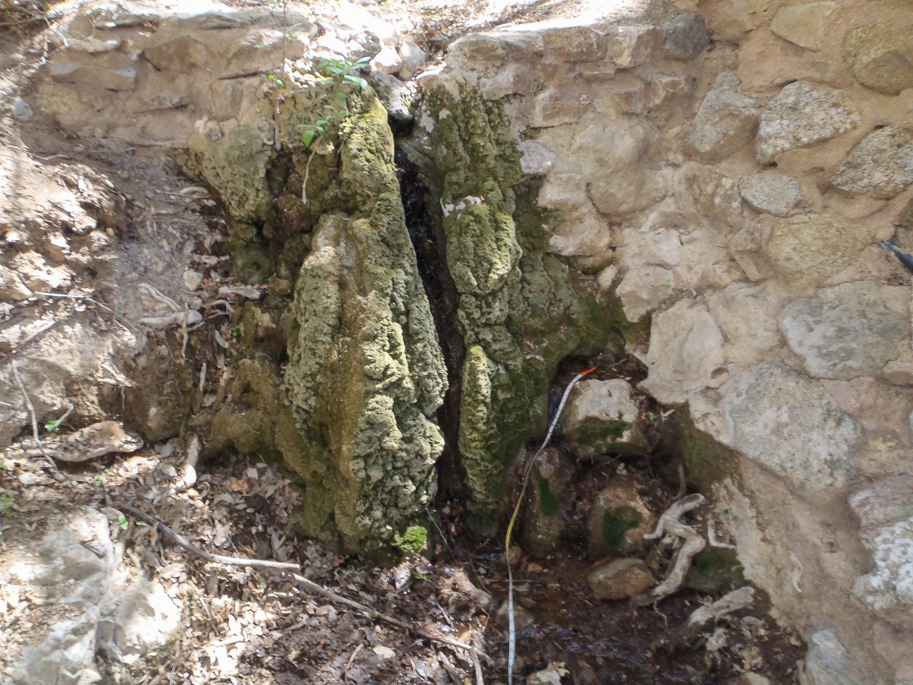 A large mossy crack in a stone and mortar wall seeps with water.