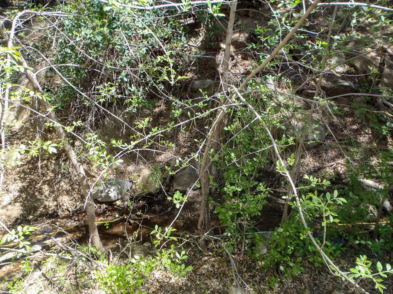 A full spring flows slowly through rocks surrounded by green young trees and bushes.