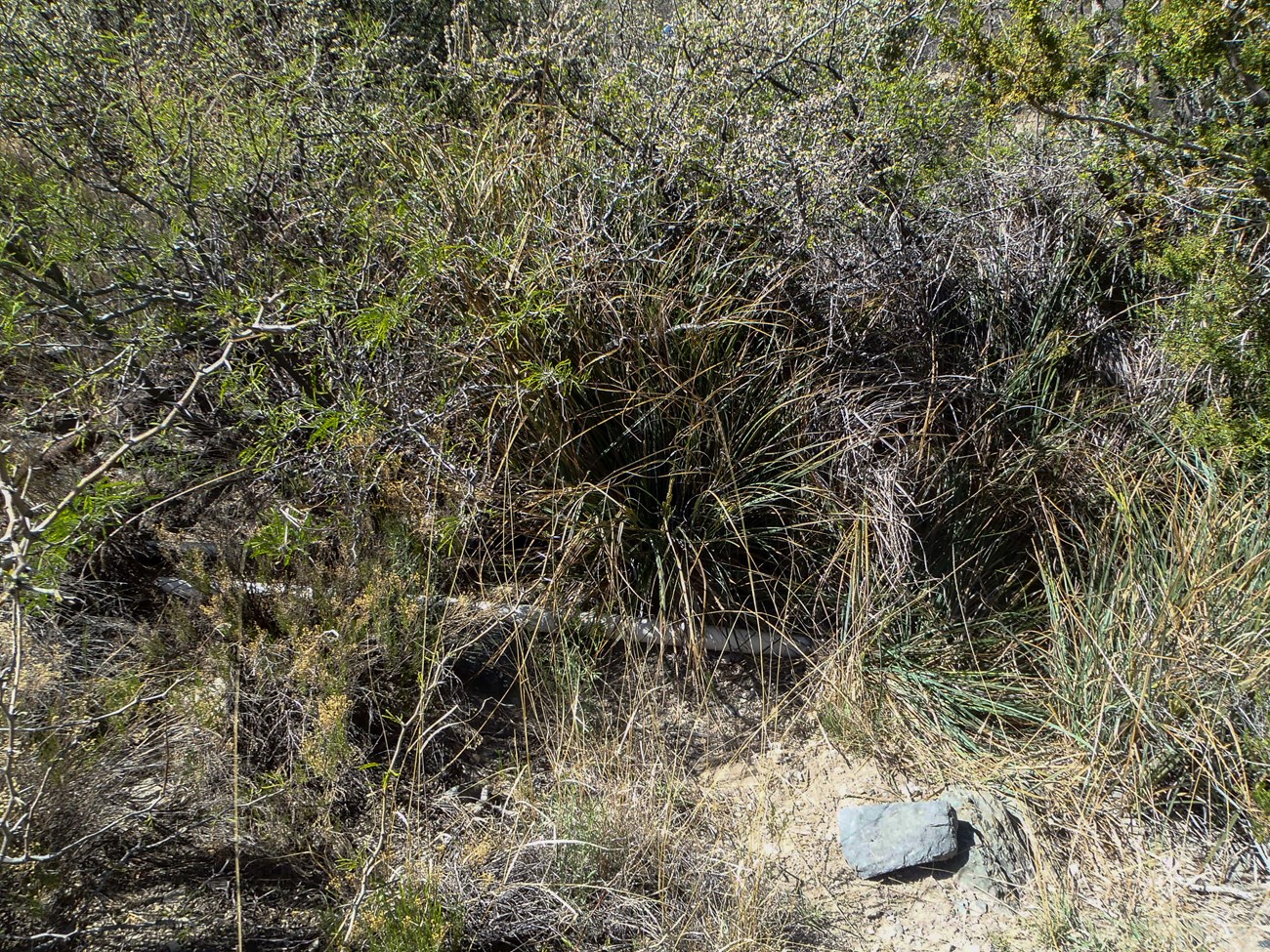 A grassy and shrubby patch of ground surrounding a small pool of water and a white water pipe.