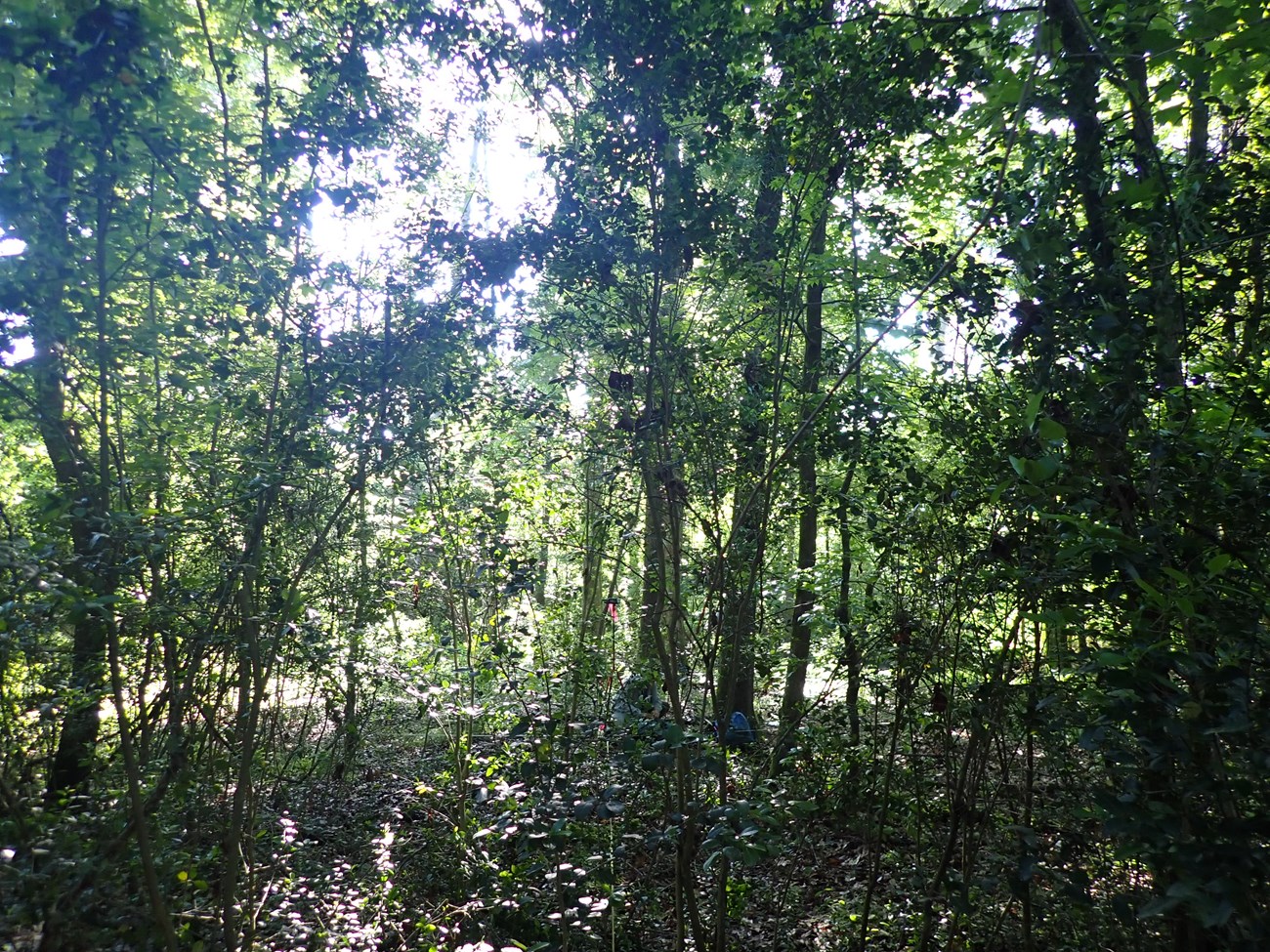 Trees and shrubs