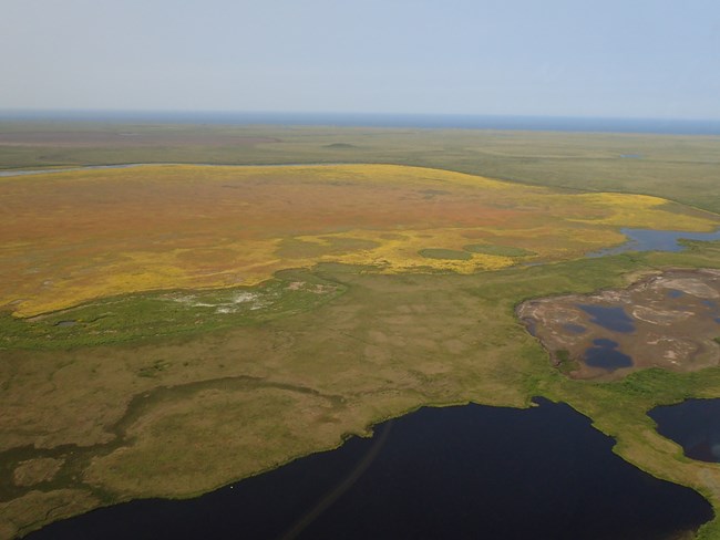 A drained lake that is being colonized by a small yellow flower.