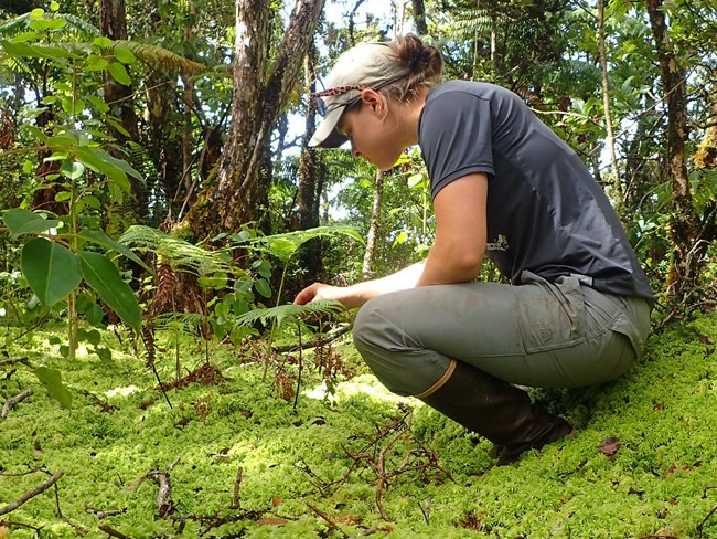 Lisa crouched down on a forest floor blanketed in peat moss, observing the vegetation.