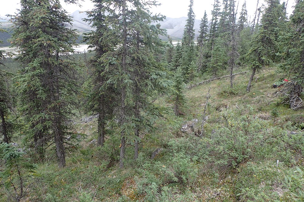 P8070687_web A northern boreal forest.