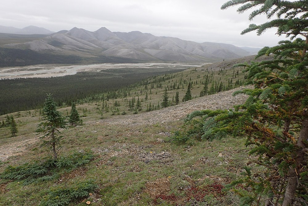 P8070757_web Sparse forest looking down into a river valley.