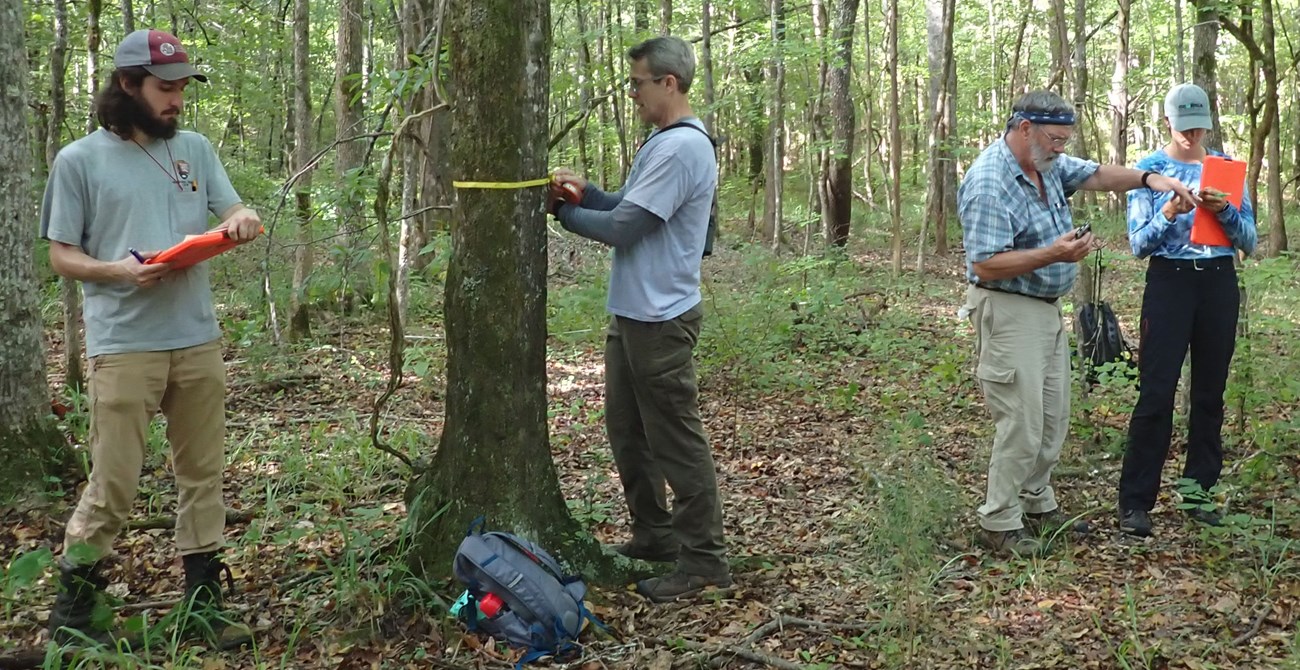 Man with clipboard, man measuring a tree, and a man and woman looking at plant, all in the woods